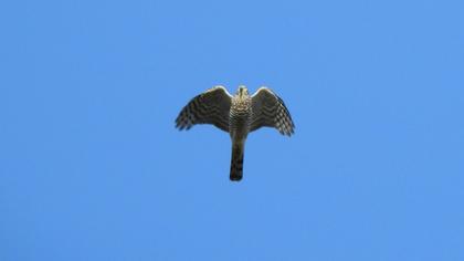 Eurasian Sparrowhawk