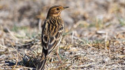 Kızılgerdanlı incirkuşu