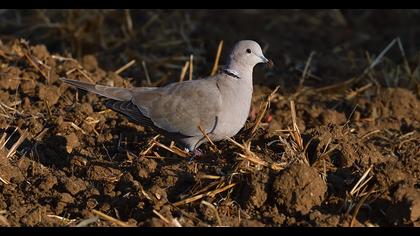 Eurasian Collared Dove