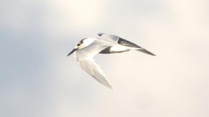 Sandwich Tern