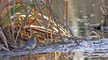 Sarıbaşlı kuyruksallayan