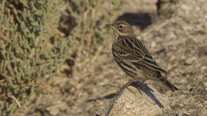 Red-throated Pipit