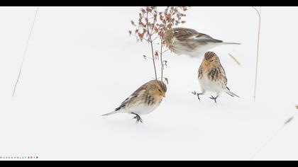 Sarıgagalı ketenkuşu