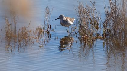 Bataklık düdükçünü