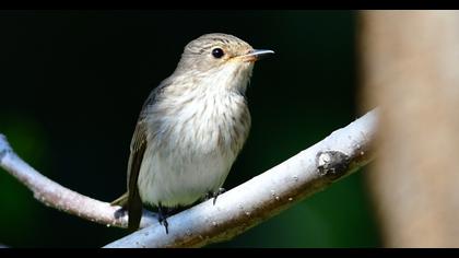 Spotted Flycatcher