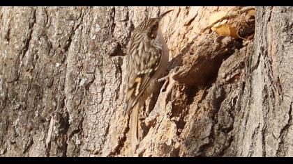 Bahçe tırmaşıkkuşu