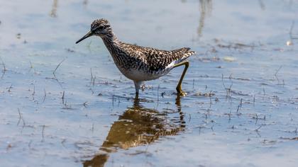 Wood Sandpiper
