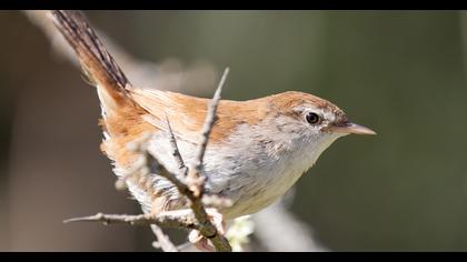 Cetti`s Warbler