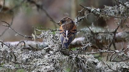 Brambling