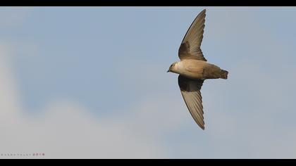 Eurasian Crag Martin
