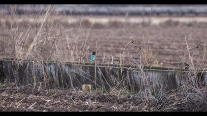 İzmir yalıçapkını