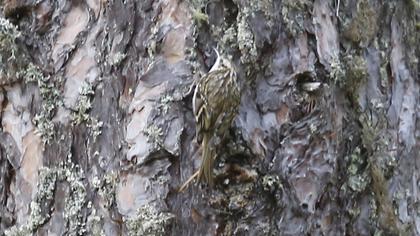 Short-toed Treecreeper