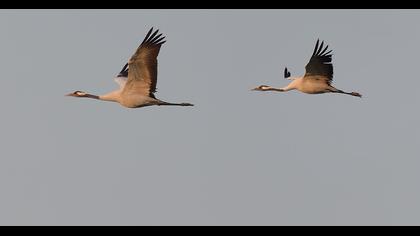 Common Crane