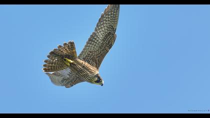 Peregrine Falcon