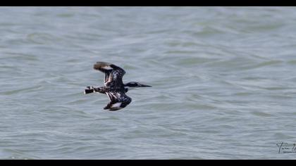 Pied Kingfisher