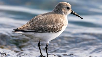 Karakarınlı kumkuşu