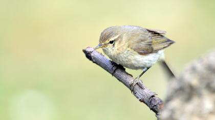 Common Chiffchaff