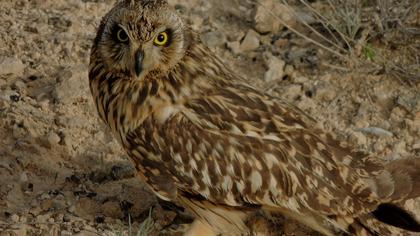 Short-eared Owl