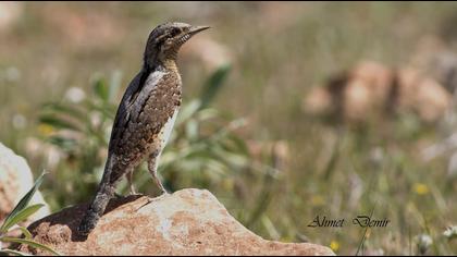 Eurasian Wryneck