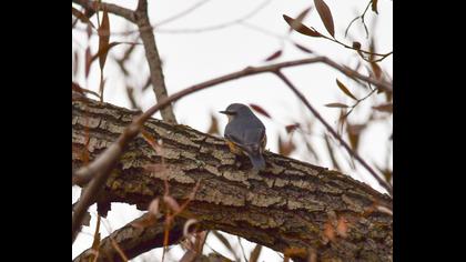 Eurasian Nuthatch