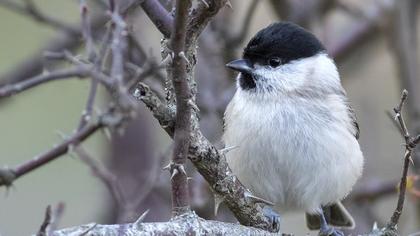 Kayın baştankarası
