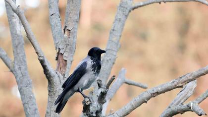 Hooded Crow