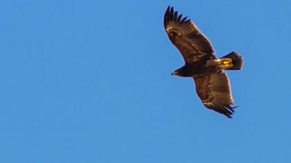 Küçük orman kartalı