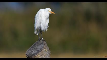 Sığır balıkçılı