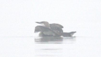 Black-throated Loon