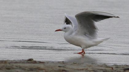 Slender-billed Gull