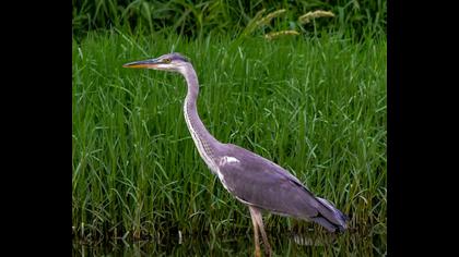 Grey Heron