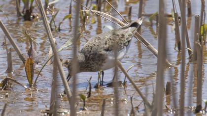 Sarıbacaklı kumkuşu