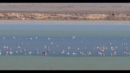 Greater Flamingo