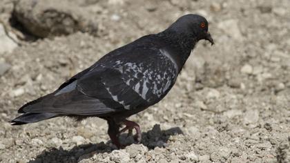 Kaya güvercini
