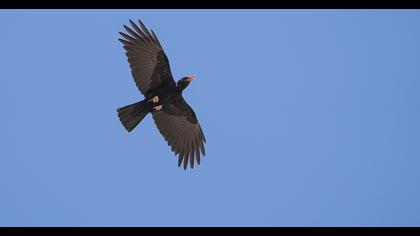 Kırmızıgagalı dağ kargası