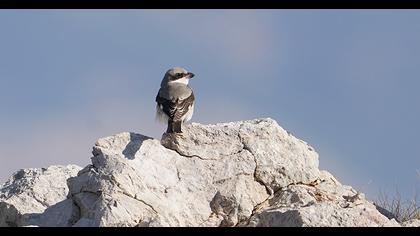 Karaalınlı örümcekkuşu