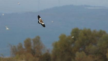 Spur-winged Lapwing