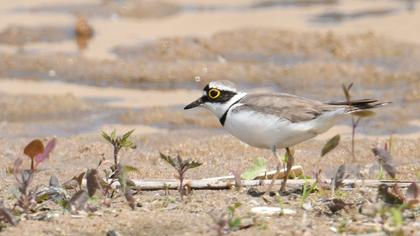 Little Ringed Plover