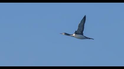 Kızılgerdanlı dalgıç