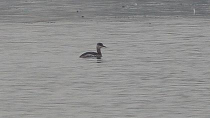 Red-necked Grebe