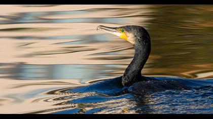 Great Cormorant
