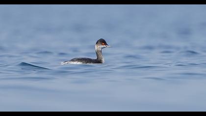 Black-necked Grebe
