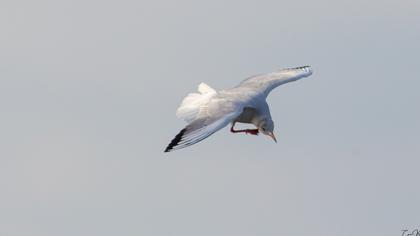 Black-headed Gull