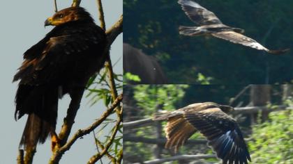 Lesser Spotted Eagle