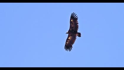 Cinereous Vulture