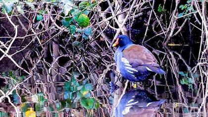 Common Moorhen