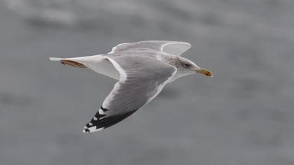Kuzey gümüş martı