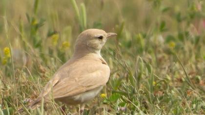 Küçük çöl toygarı