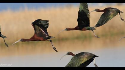 Glossy Ibis