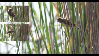 Eurasian Reed Warbler